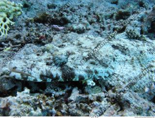 Crocodilefish Cymbacephalus beauforti 5